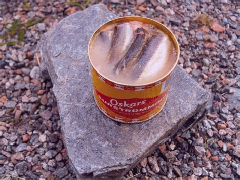 worlds smelliest fish in a can|Fermented smelly Swedish fish: Surströmming